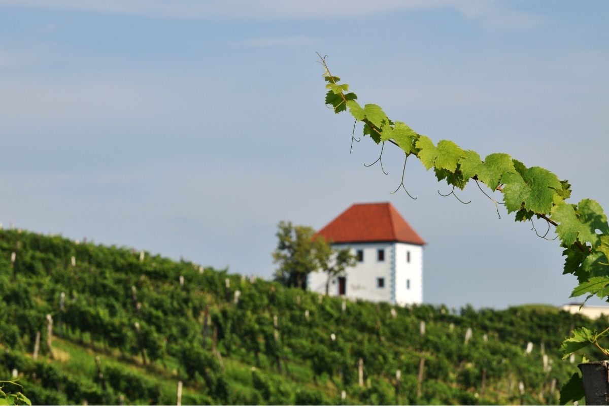 Acquistare casa tra i vigneti