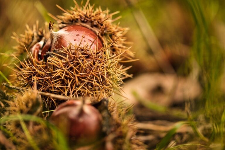 castagne