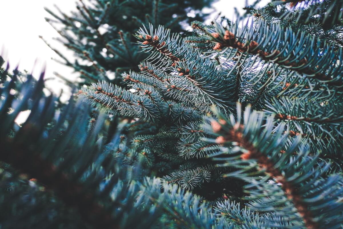 Perché dicembre si chiama così - storia