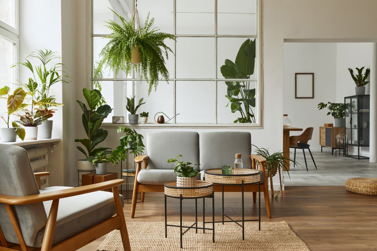piante interno