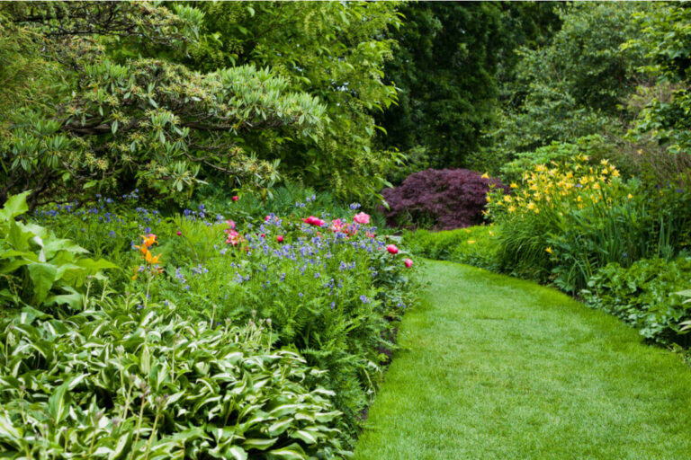 Erbacce giardino