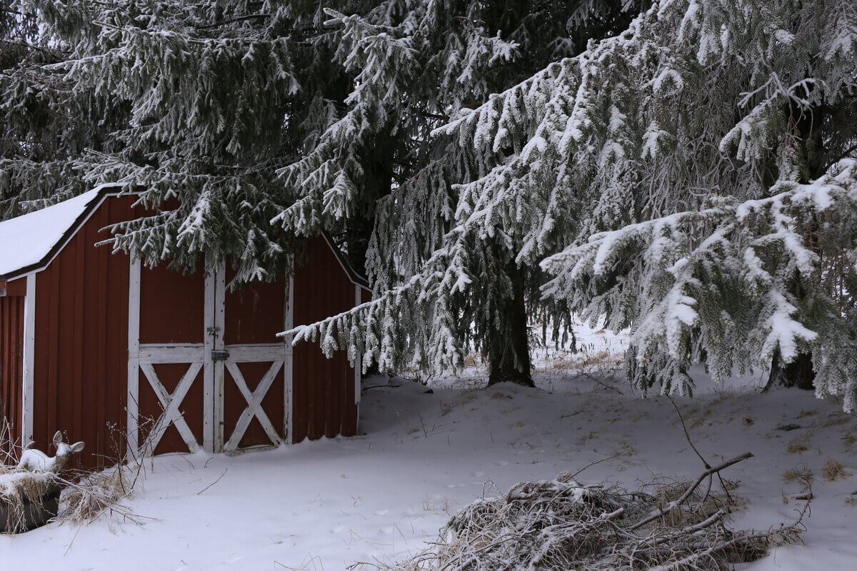 Neve in giardino