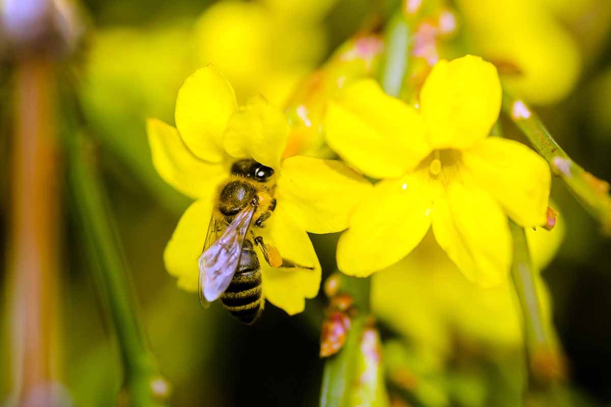 Gelsomino d'inverno conoscere questa pianta
