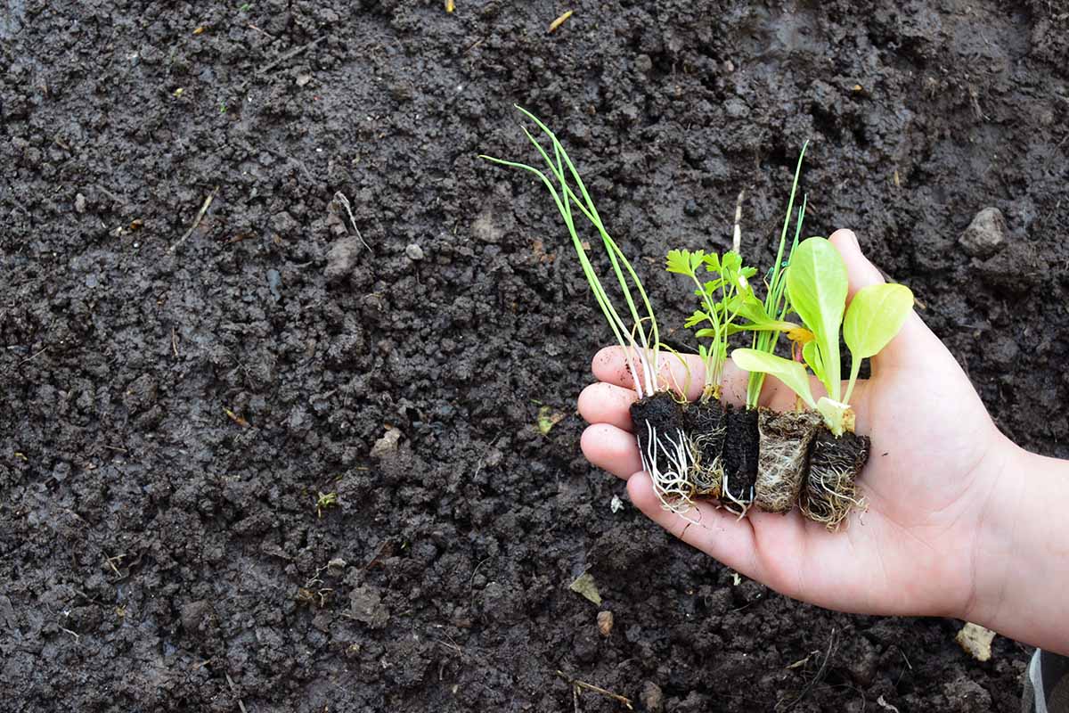 Le iniziative sostenibili nel mondo progetti di agroecologia