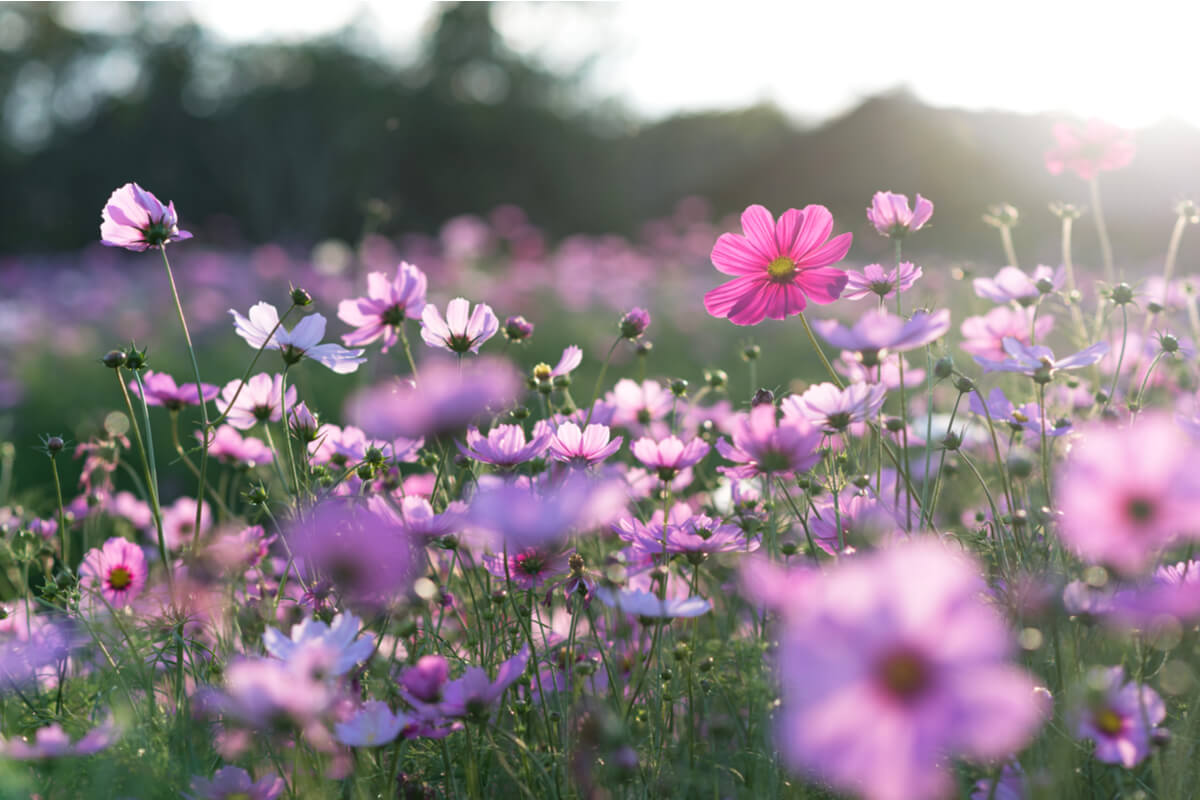 Piante da interno primavera
