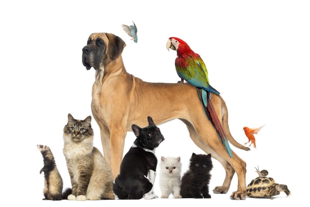 animali domestici