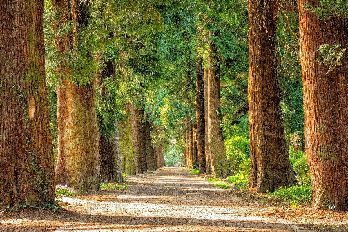 Alla scoperta delle foreste di faggi dei Carpazi Alla scoperta delle foreste di faggi dei Carpazi