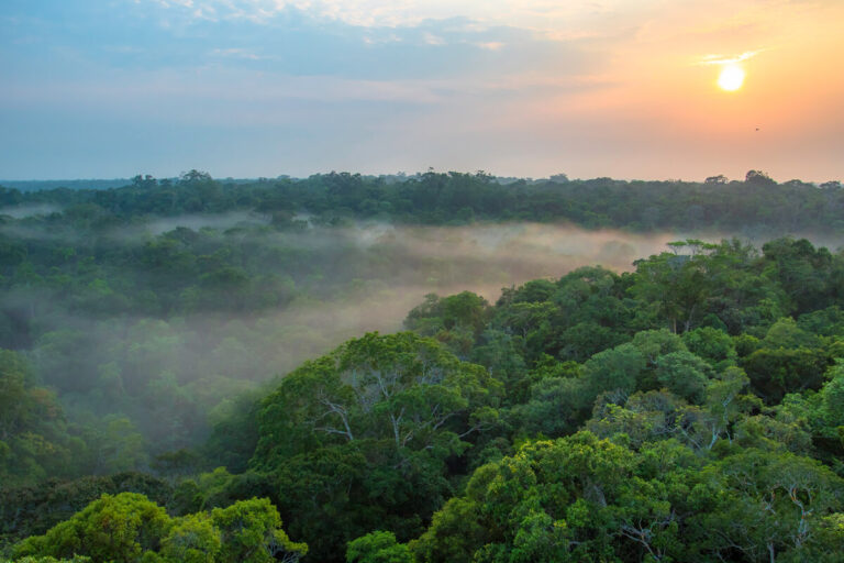 Foresta amazzonica
