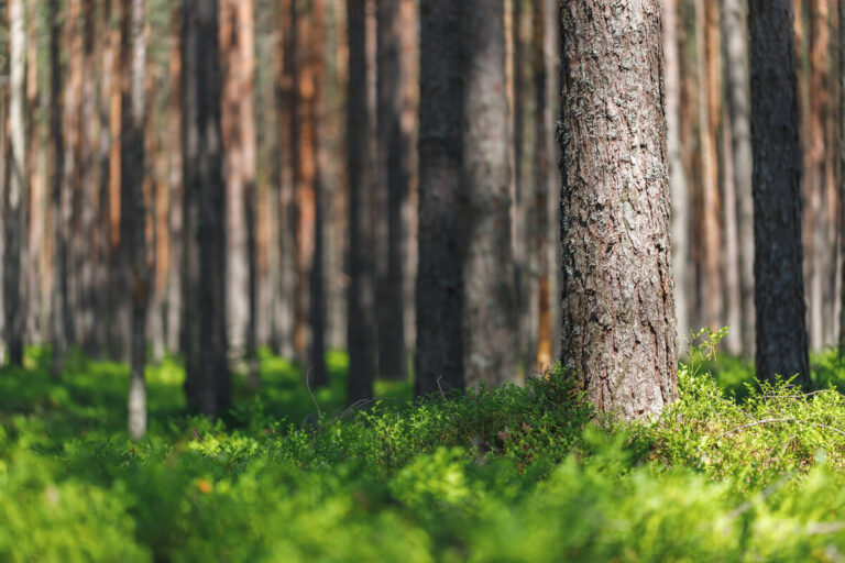 Gestione sostenibile dei boschi