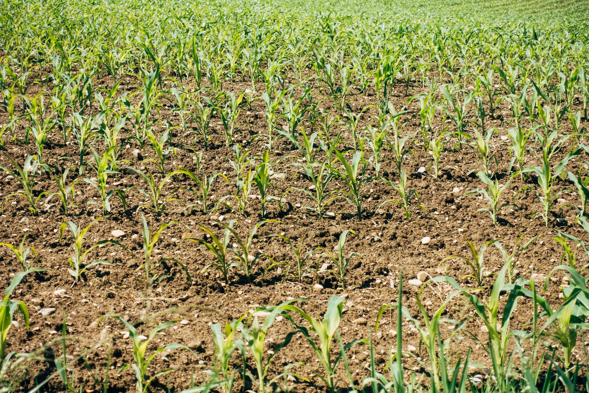 Agricoltura biologica tutelata per legge