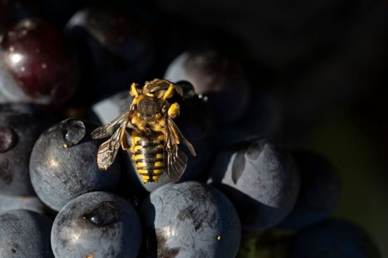 Viticoltura biologica e sostenibilità nelle tenute Moretti Cuseri in Toscana e Sicilia