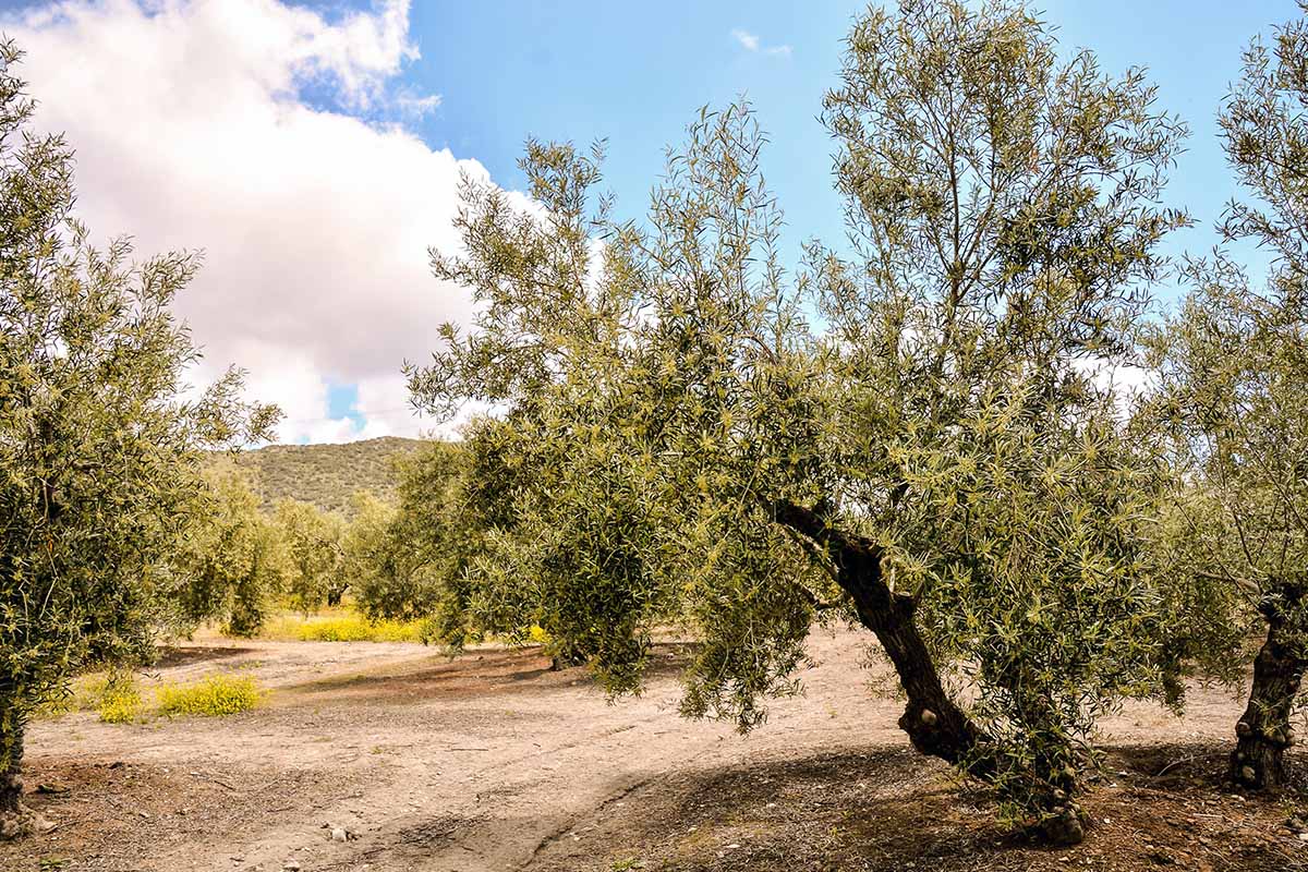 Prodotti biologici in Calabria 