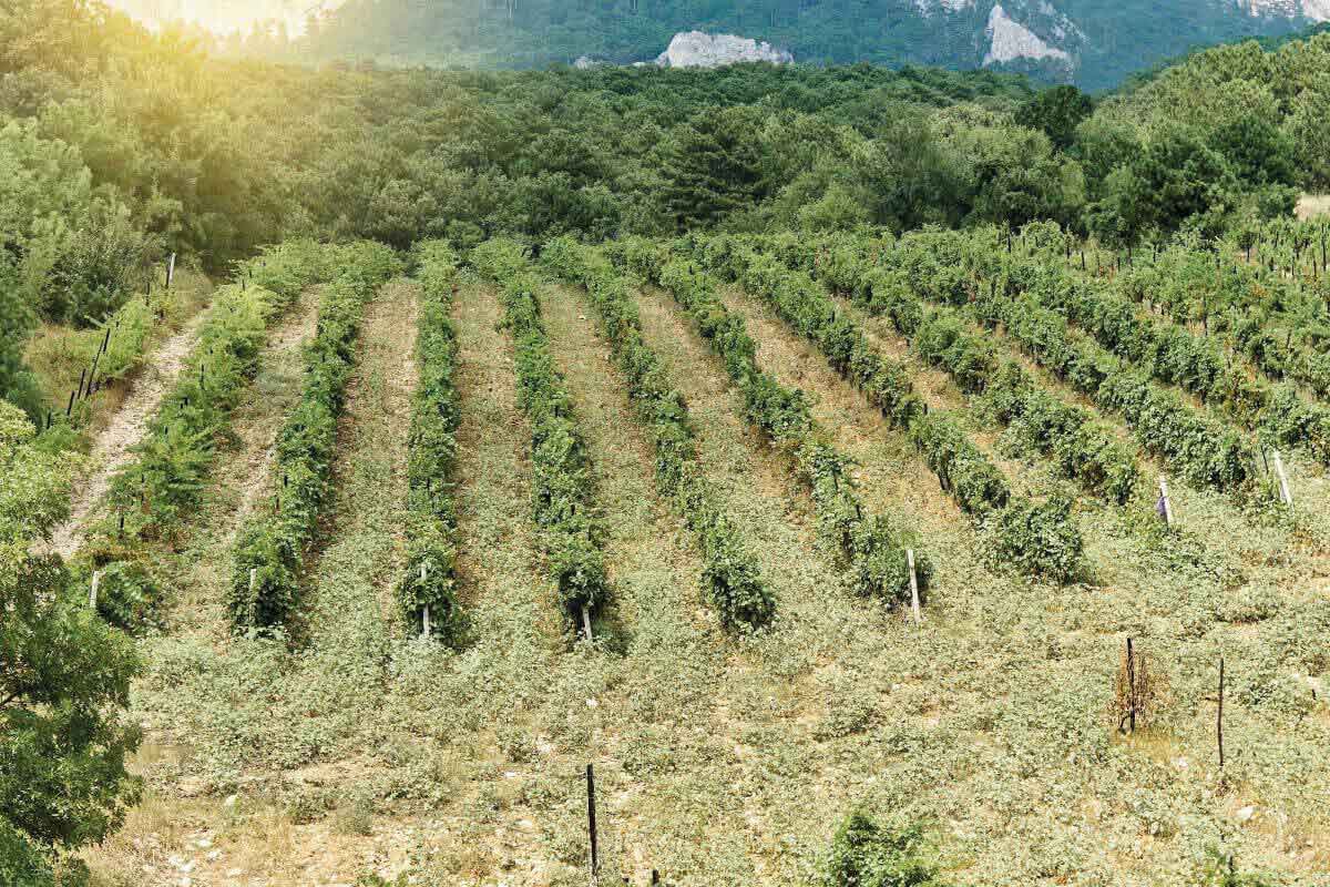 Prodotti biologici in Trentino
