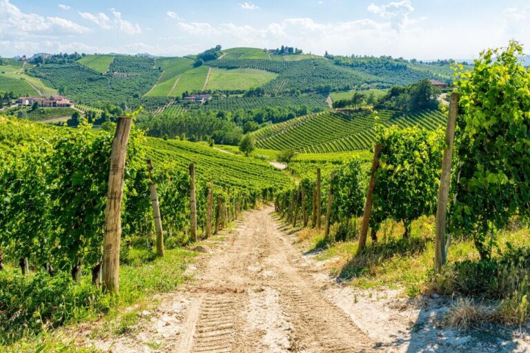 Prodotti biologici in Piemonte
