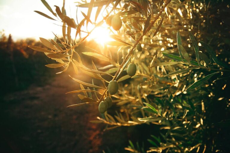 Prodotti biologici in Basilicata