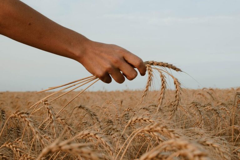 Prodotti biologici in Emilia Romagna