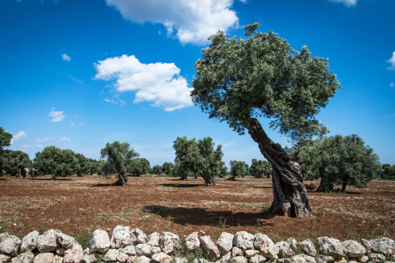 Prodotti biologici in Puglia