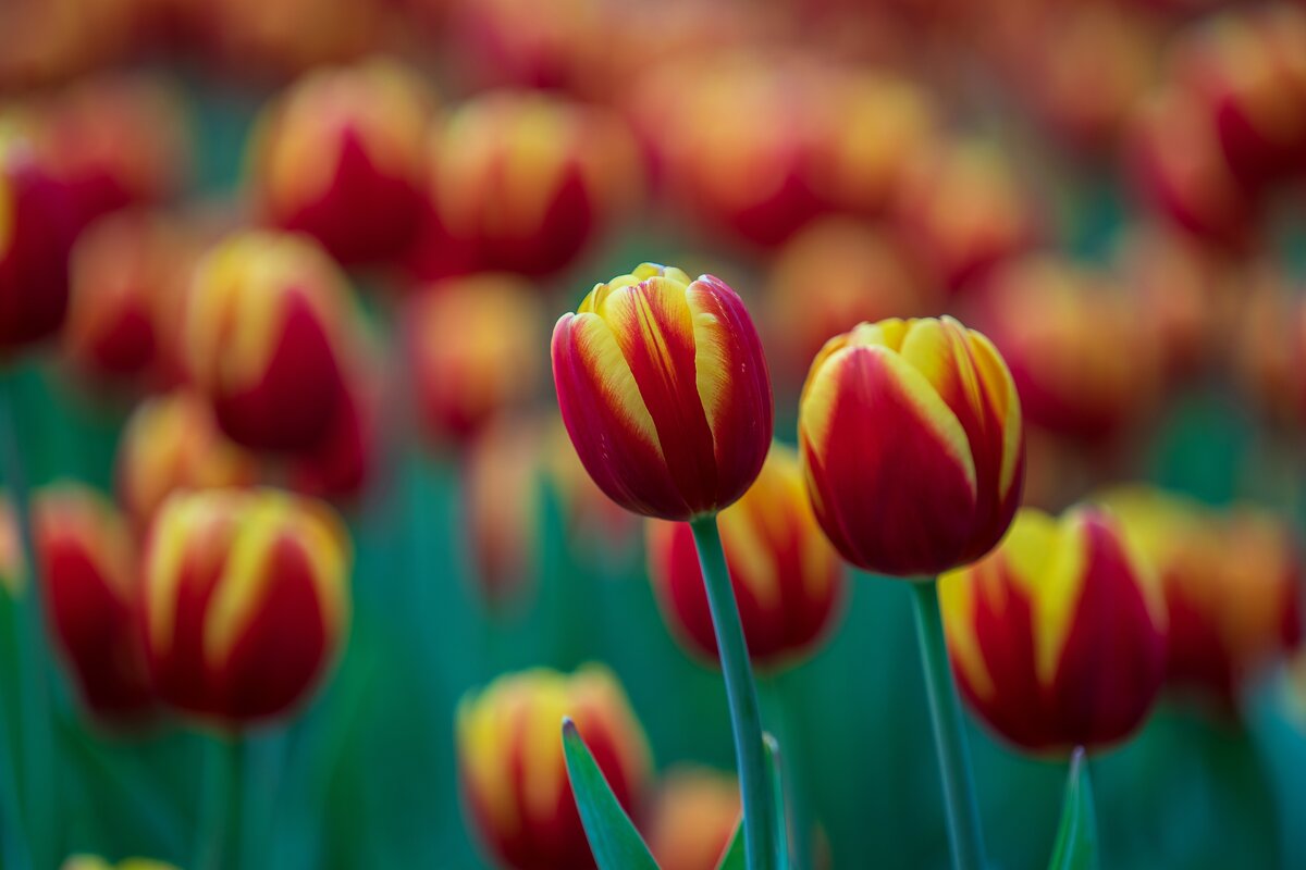 Tulipani