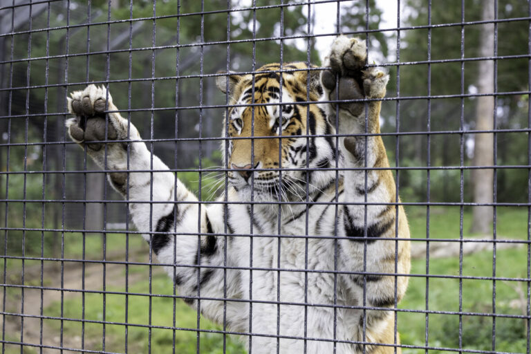 Zoo e parchi naturali in Ucraina