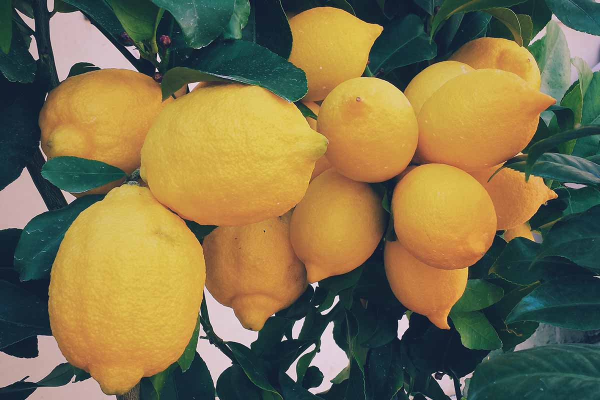 Coltivare limoni in vaso