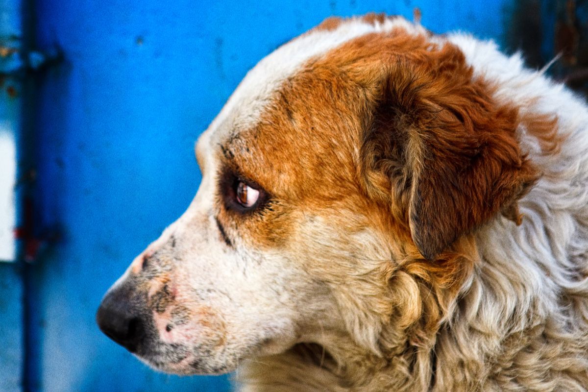 Abbandonati più di 100mila cani adottati durante la Pandemia