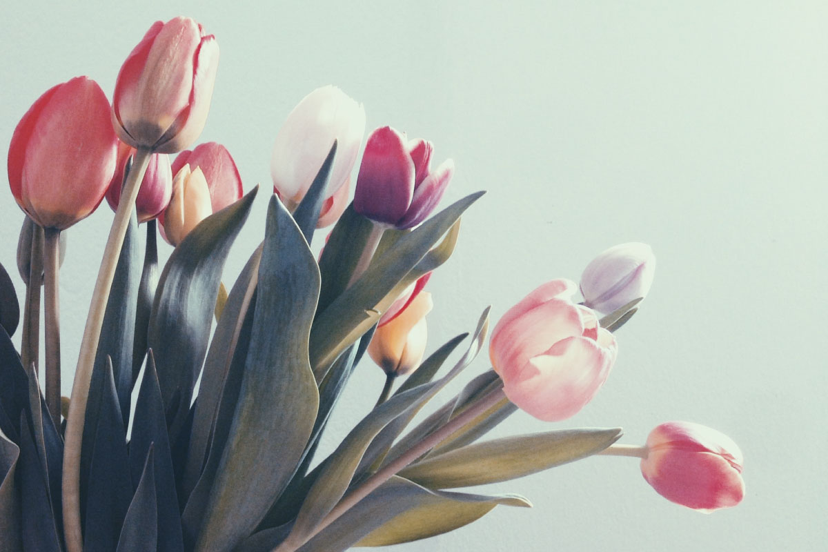 Campi di tulipani