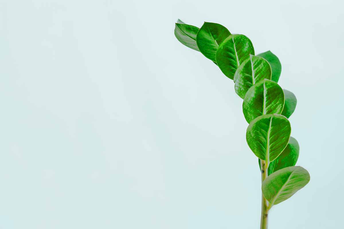 coltivare la Zamioculcas