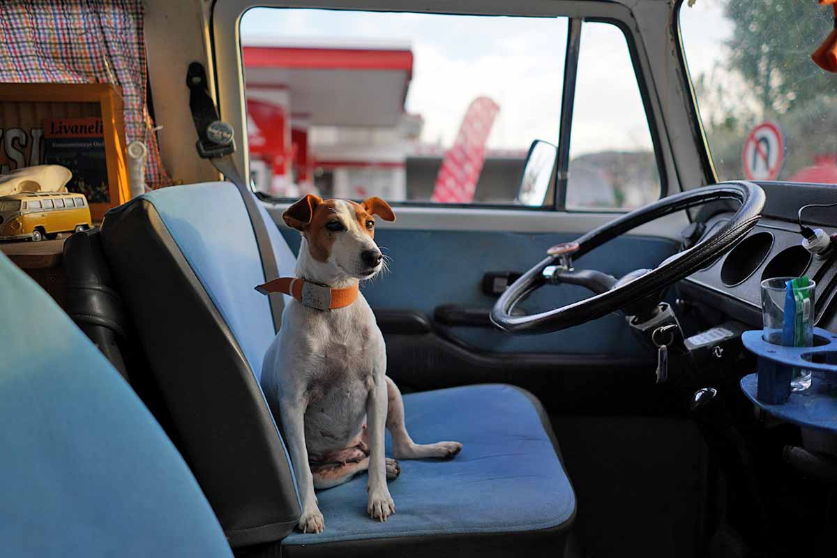 Normativa per trasporto cani in auto