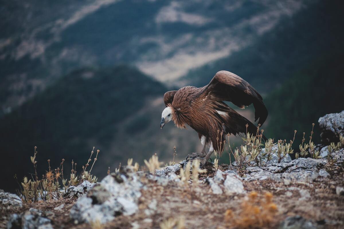 Animali di montagna
