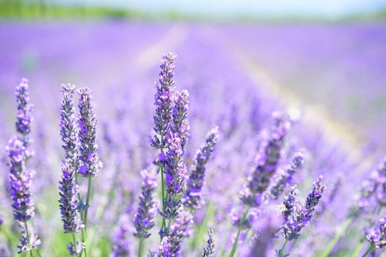 Digital Lavender