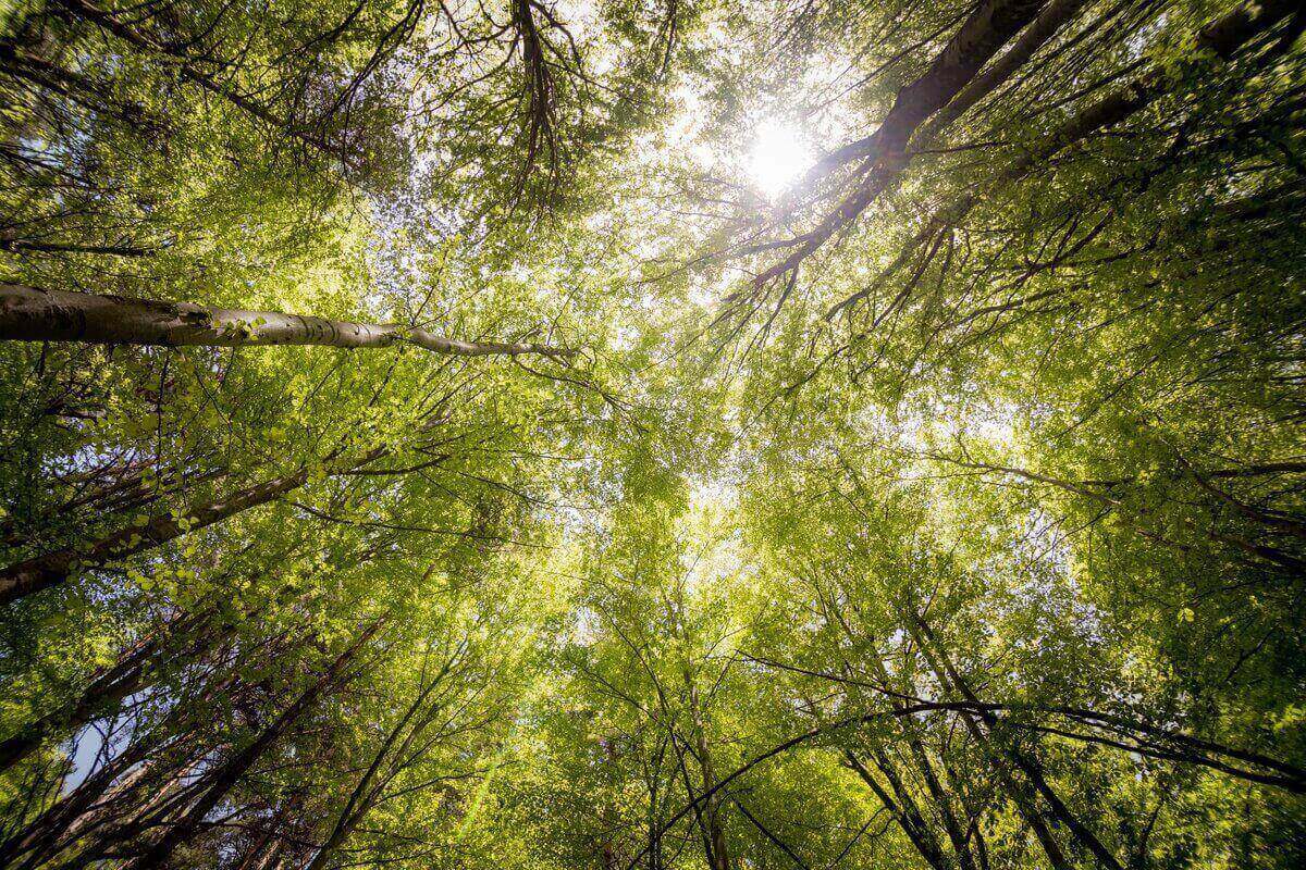 Foreste - crisi climatica