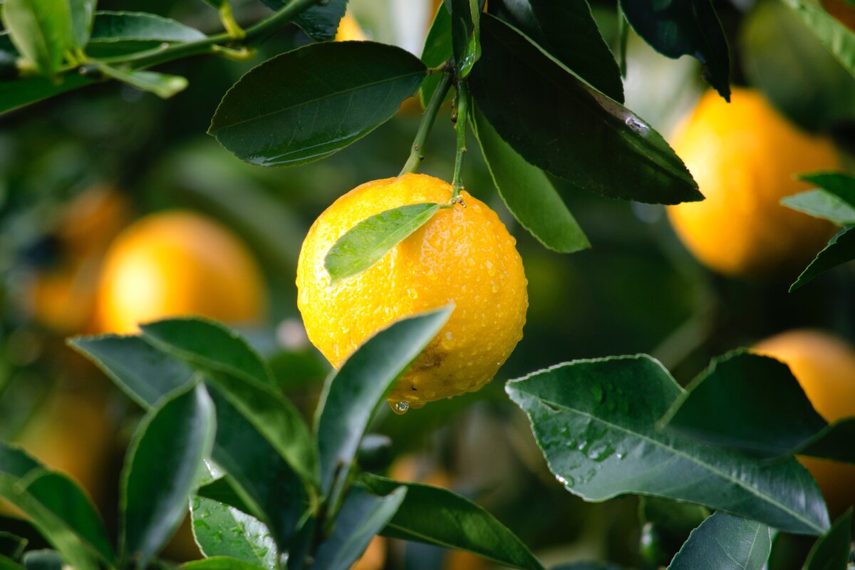 Frutta italiana