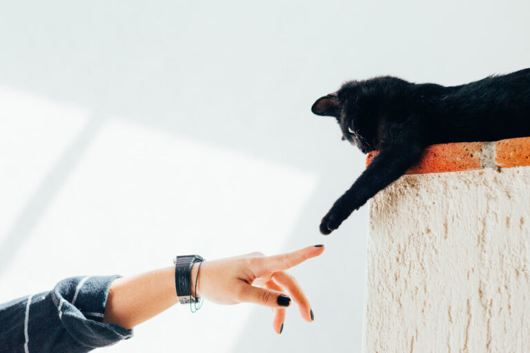 casa con animali domestici