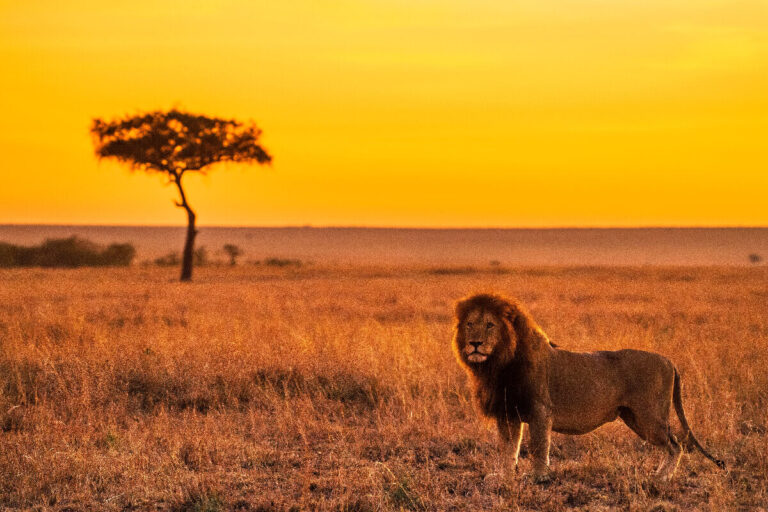 leone
