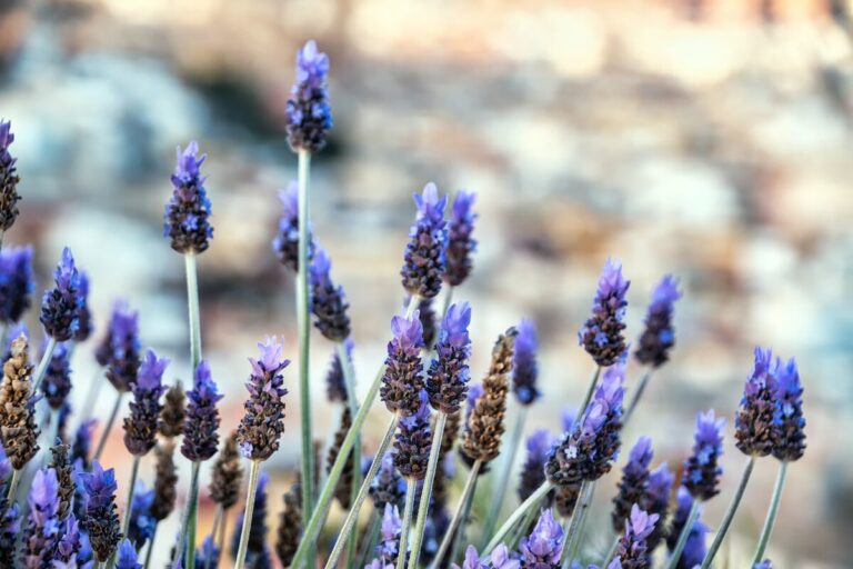 Fiori che allontanano le zanzare