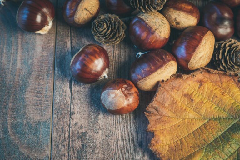 Raccolta castagne nelle Marche