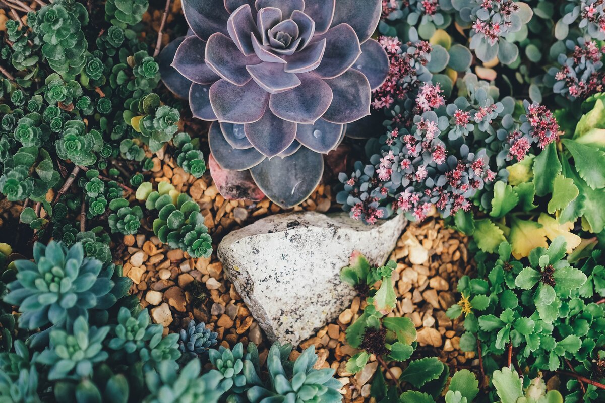 Giardino verticale