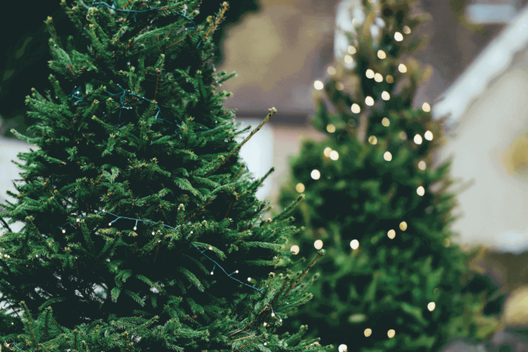 alberi di Natale 2022