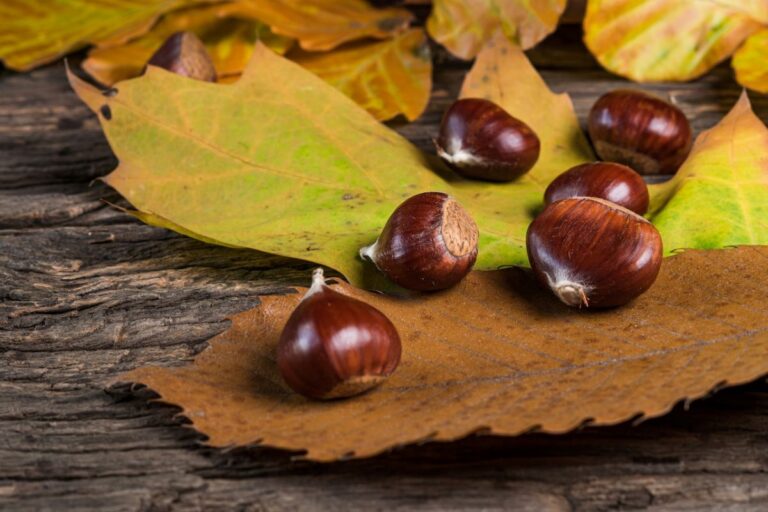 Raccolta castagne nel Lazio