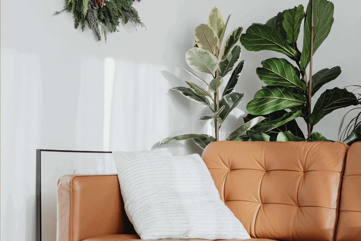 piante per il soggiorno