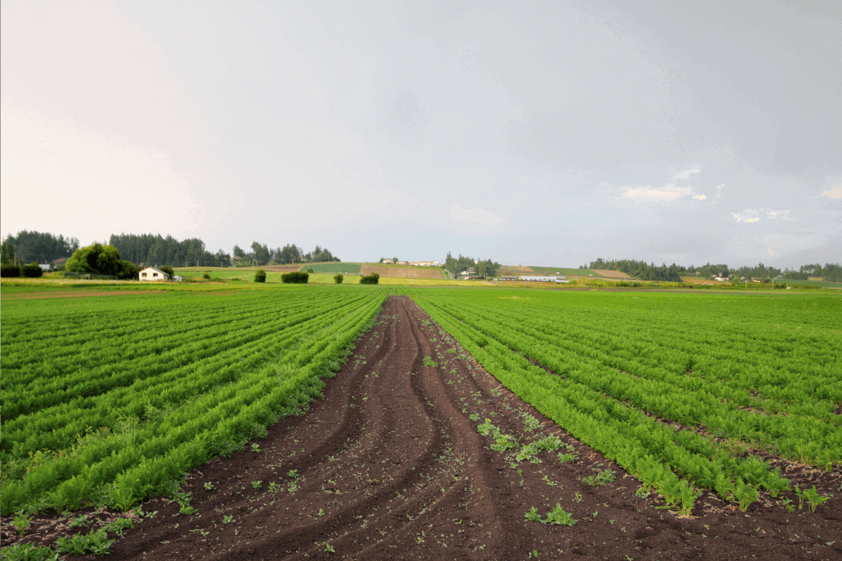 imu terreni agricoli