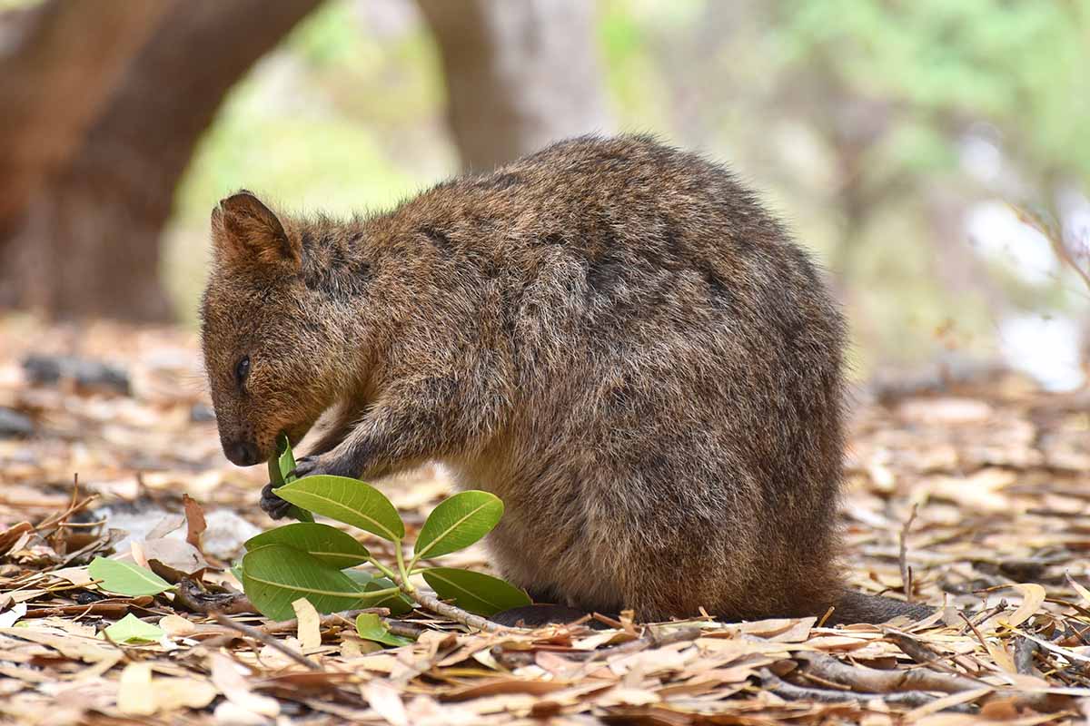 Quokka