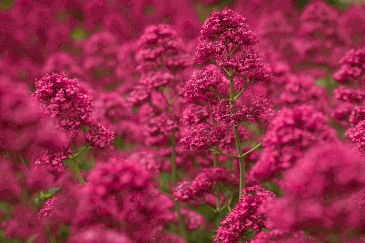 Viva Magenta