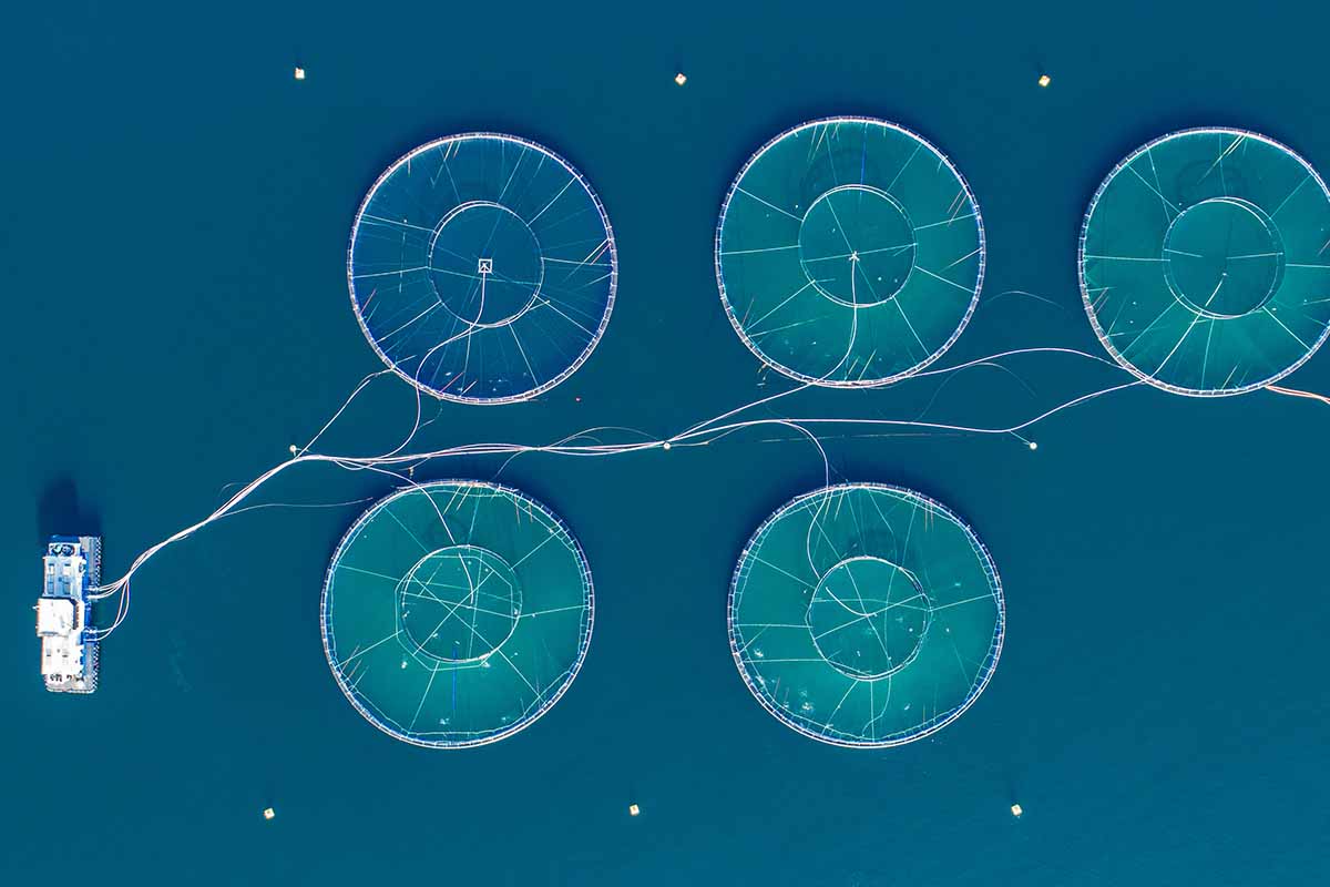 Agricoltura oceanica 3D