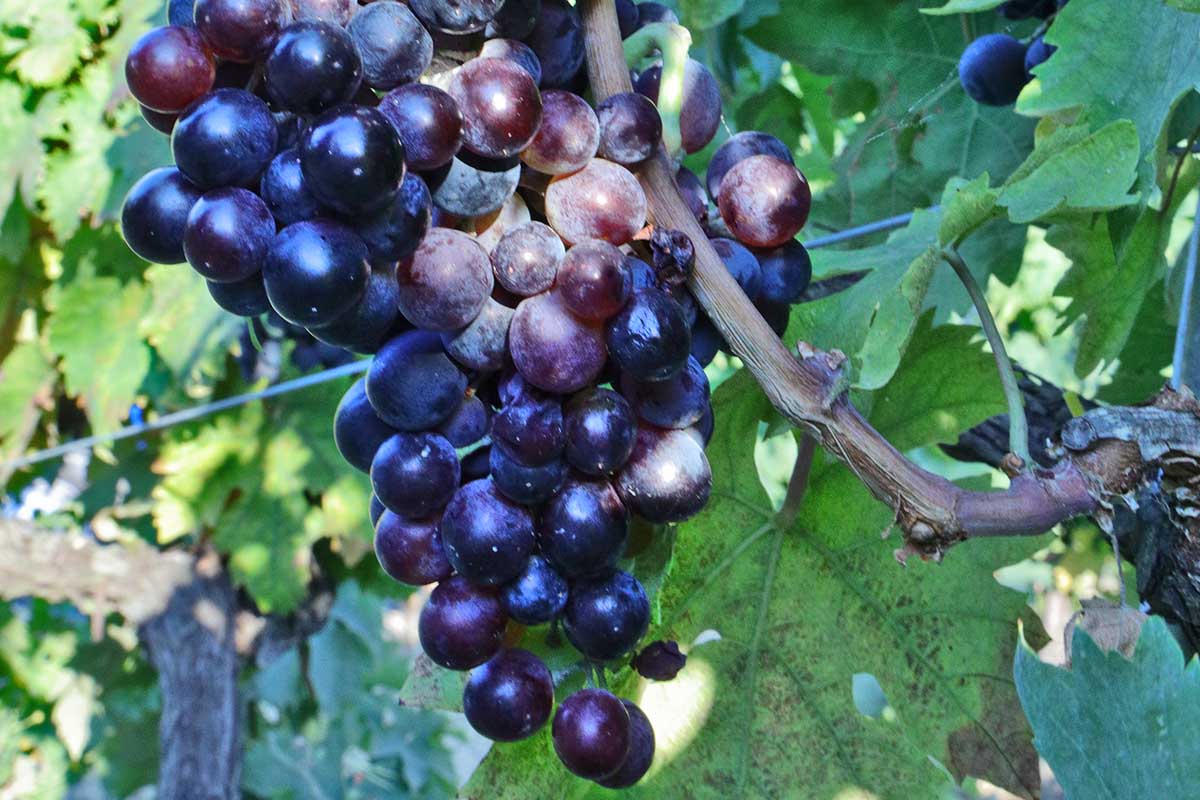 produzione vino e crisi climatica
