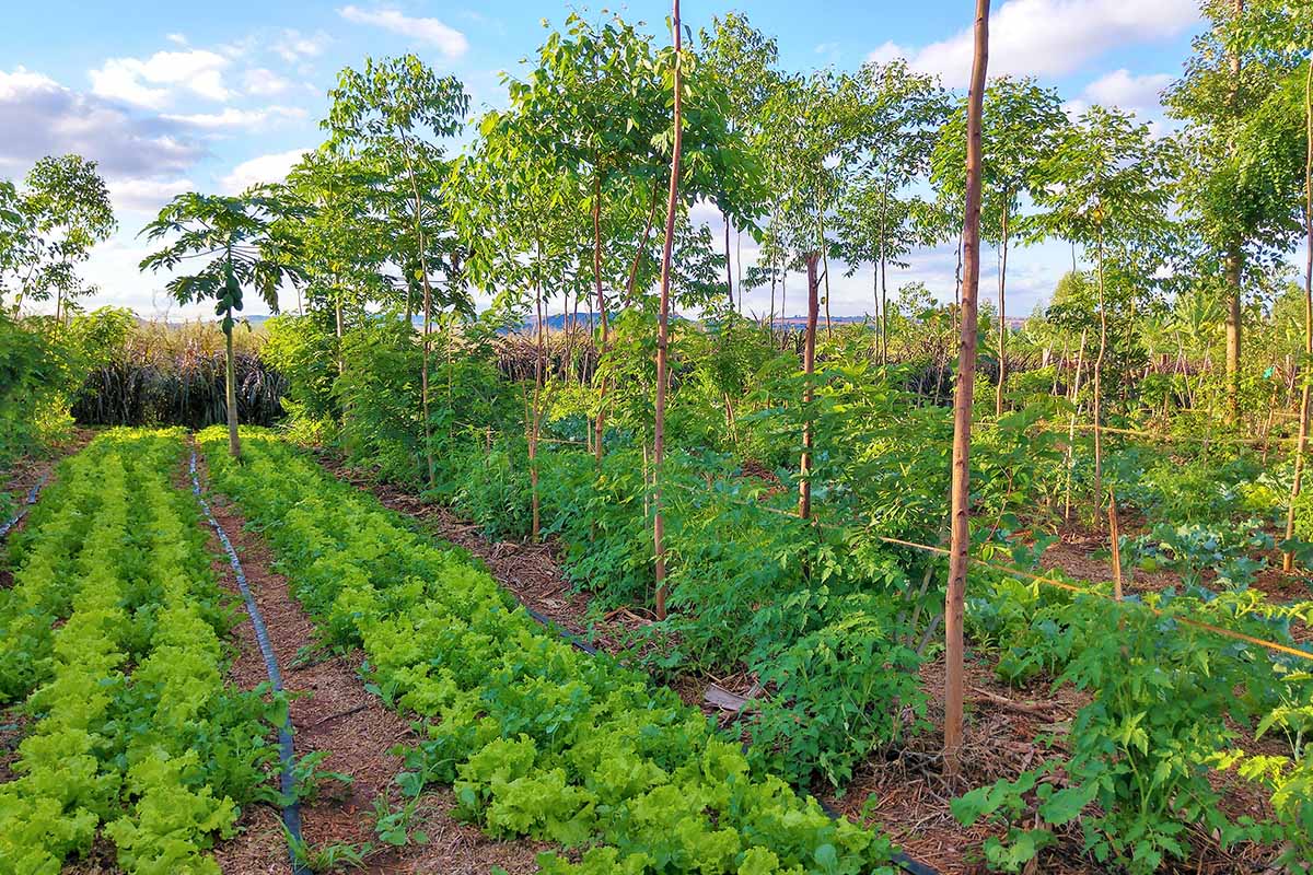 i vantaggi dell’agroforestazione