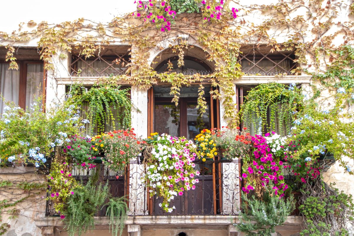 Balcone con piante