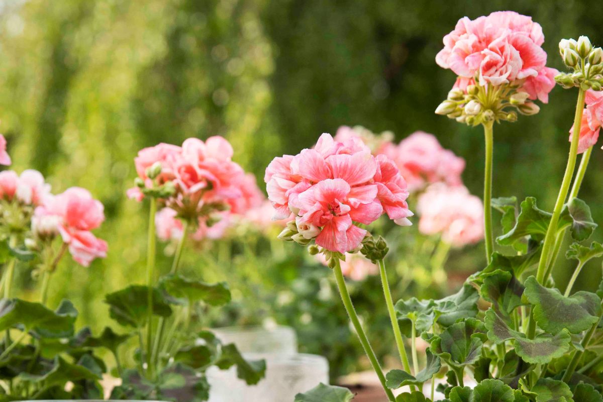 Pelargonium for Europe