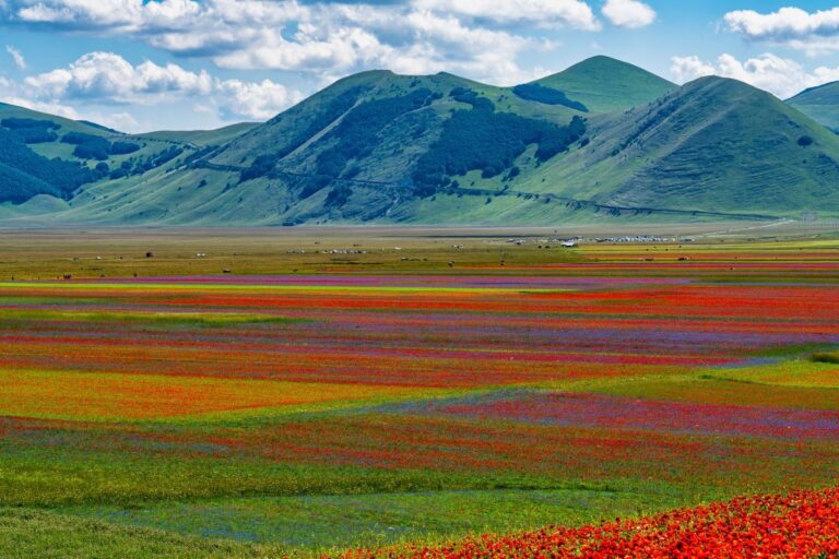 Castelluccio di Norcia Fioritura