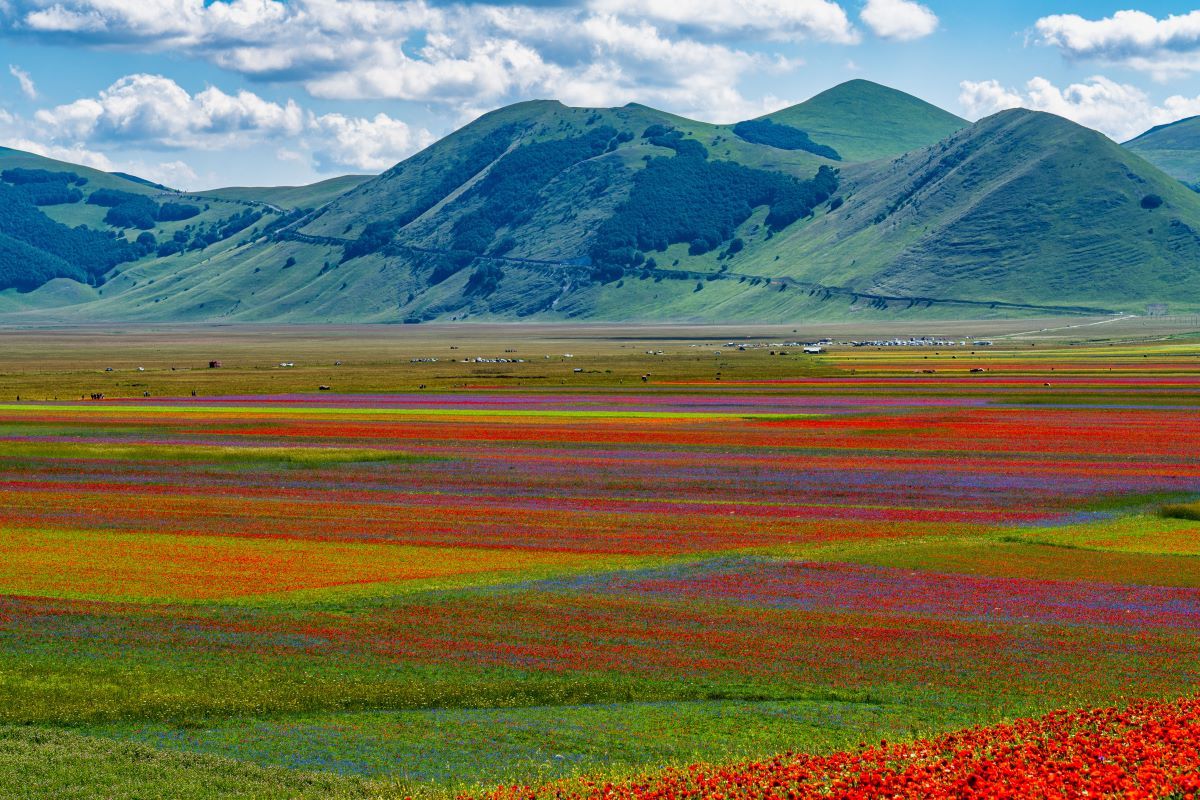 Castelluccio di Norcia Fioritura